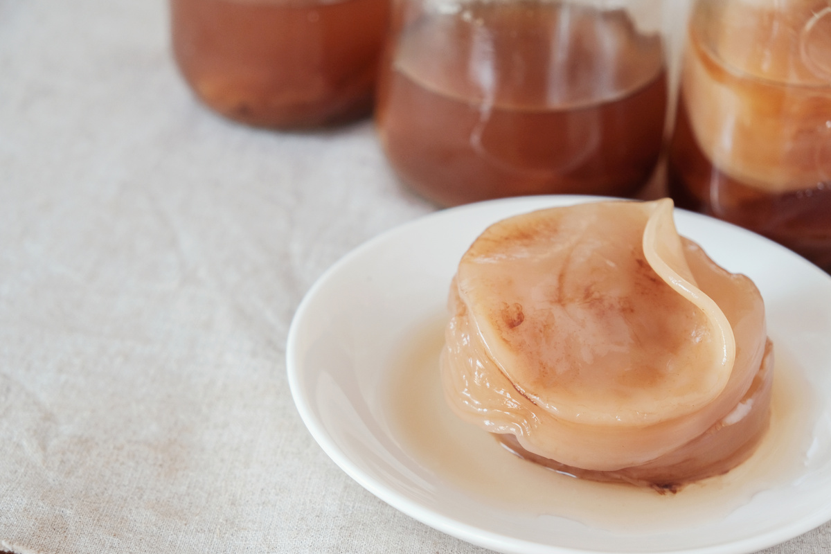 Kombucha mushroom SCOBY, Fermented tea, Probiotic food